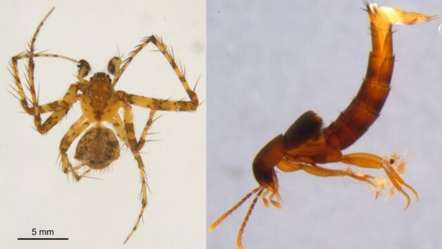Estudo científico identifica novas espécies no Buraco do Padre, em Ponta Grossa