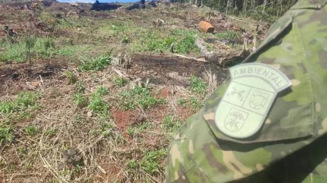 Operação Mata Atlântica em Pé aplica R$ 14,2 milhões em multas por desmatamento no Paraná