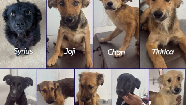 Nove filhotes de cães de diferentes pelagens exibidos para adoção em evento no bairro Uvaranas